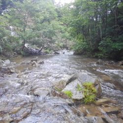 大増水の渓流で苦戦 ～長良川水系～